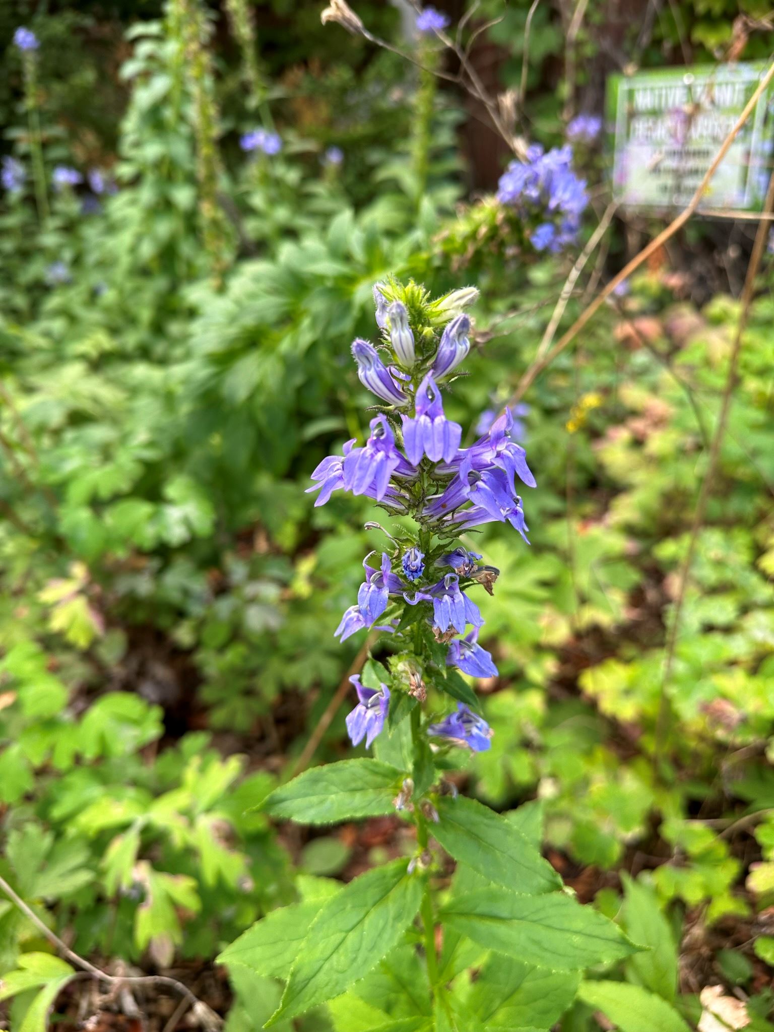 Great Blue Lobelia